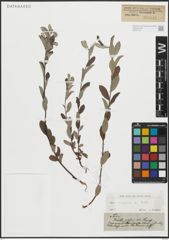Foto von Salix repens L.